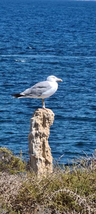 75 Avinguda De Murcia Santa Pola Bagian luar foto